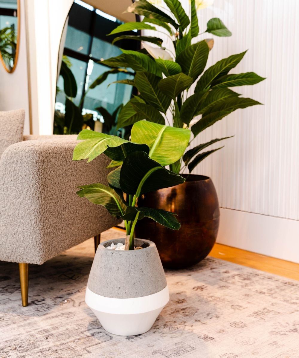 Gia Cement Planter