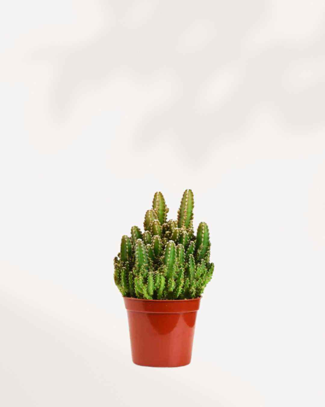 Cactus Mystery Box