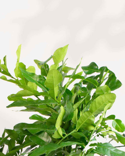 Citrus Kaffir Lime Tree