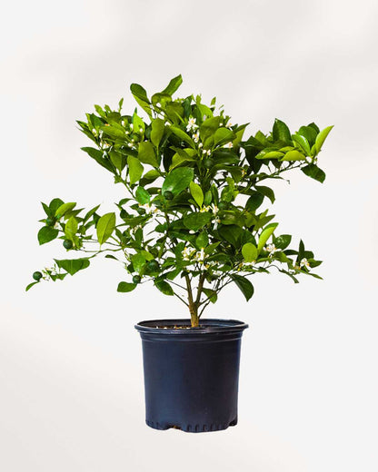 Citrus, Calamondin Orange