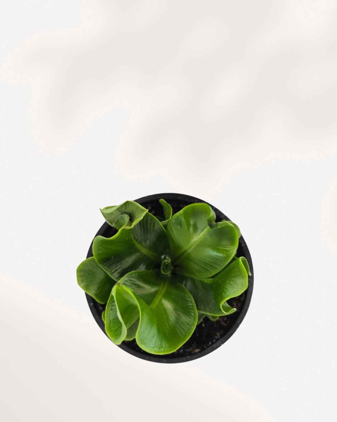 Cobra Fern