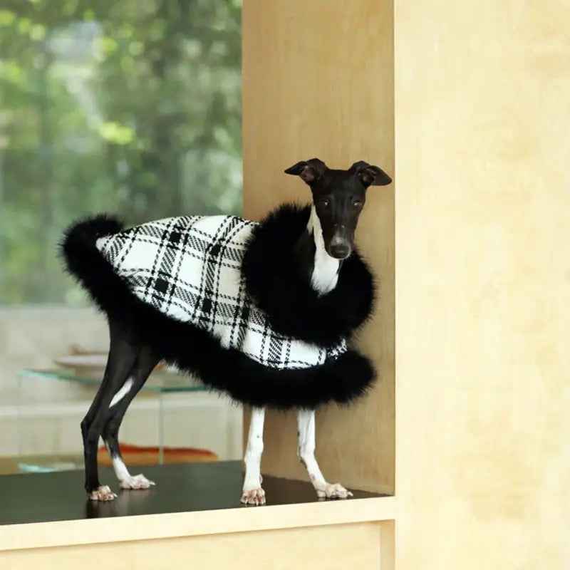 Dubai Dog Coat | Plaid Dog Coat