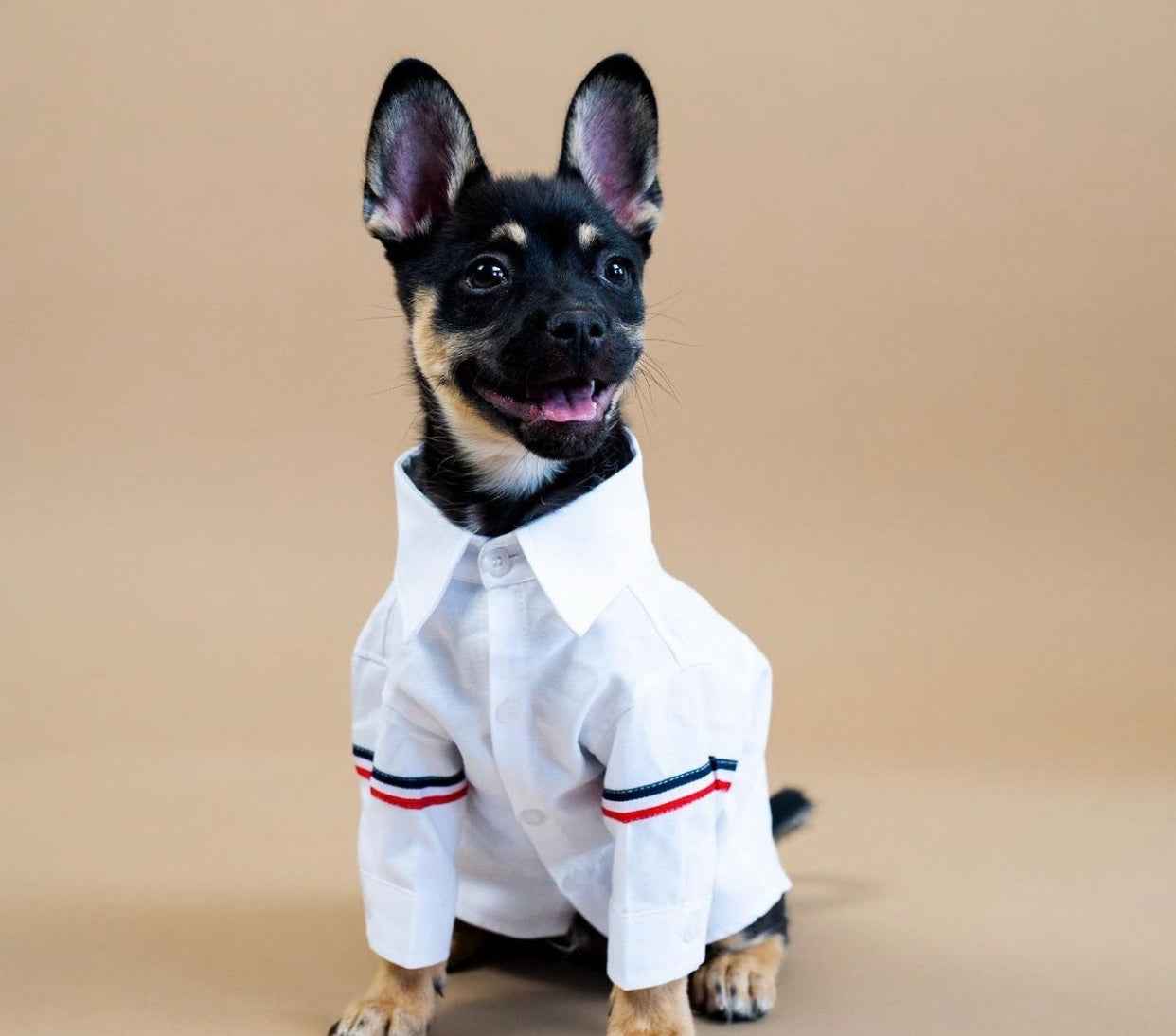 Roscoe Dog T-Shirt – Classic White Shirt for Dogs
