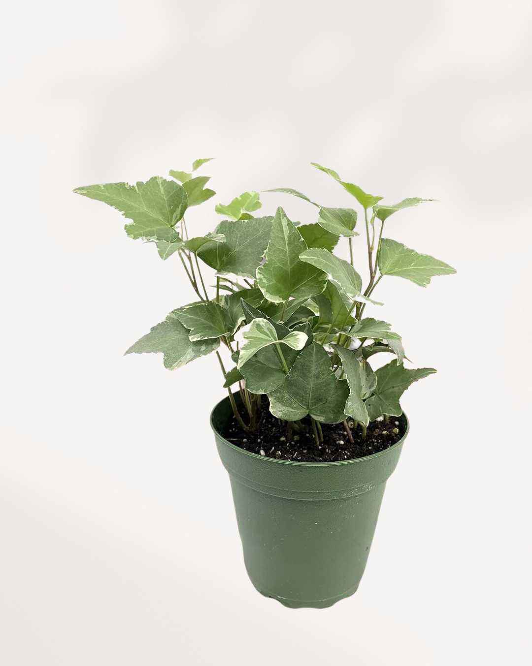 English Ivy Variegated