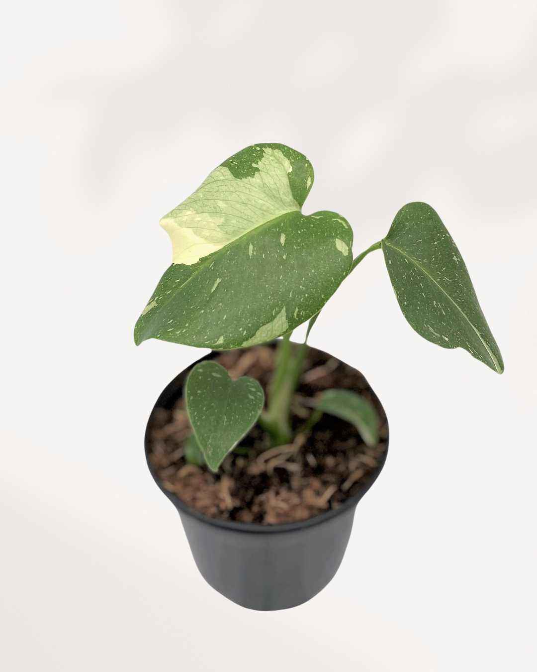 Monstera Thai Constellation