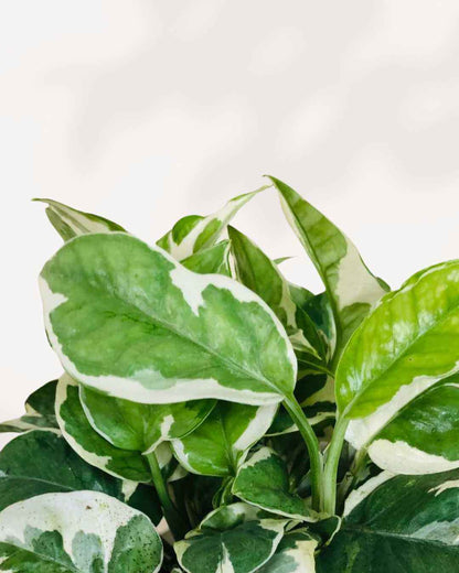 Pothos N’Joy