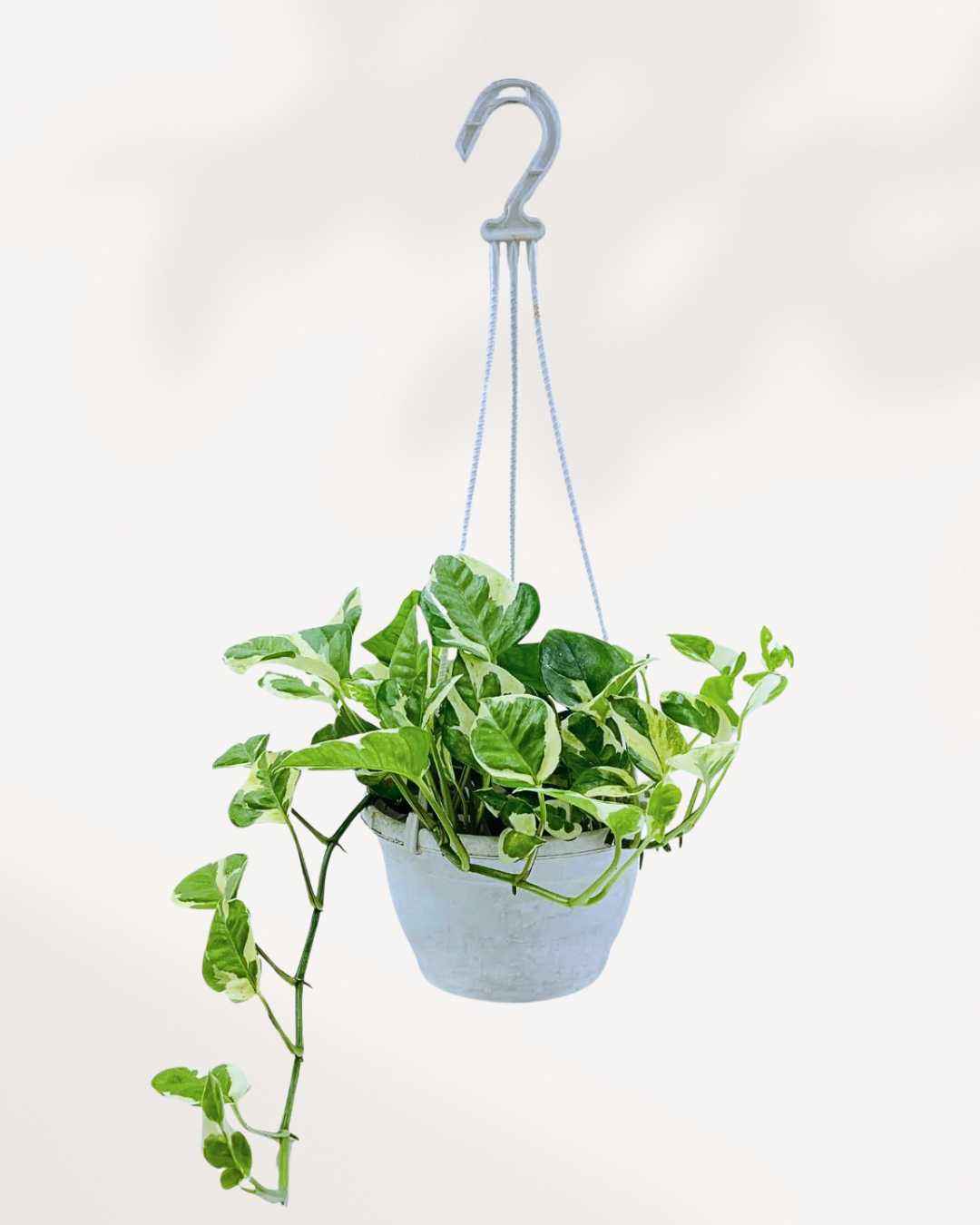 Pothos N’Joy