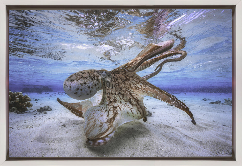 Wall Art Dancing Octopus