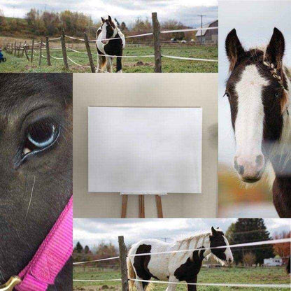 Cob Gypsy Horse - Black and white large wall art