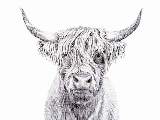 Highland Cow Portrait - art print
