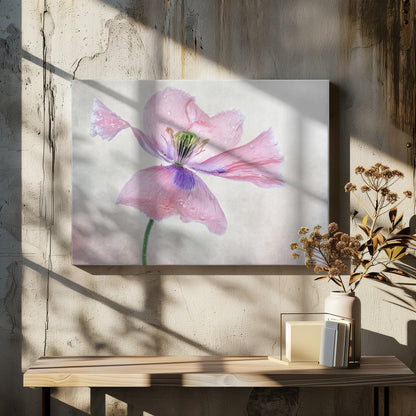 Pastel poppy