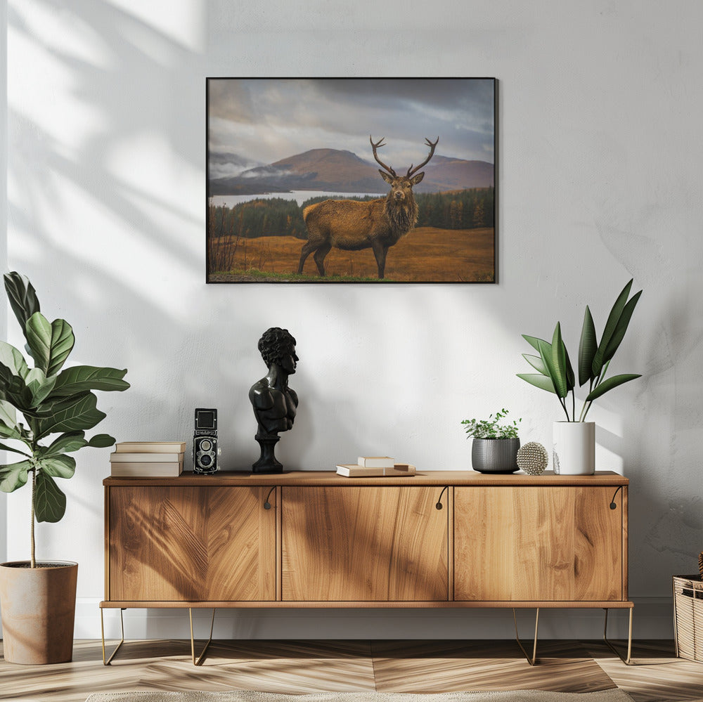 Scottish Stag