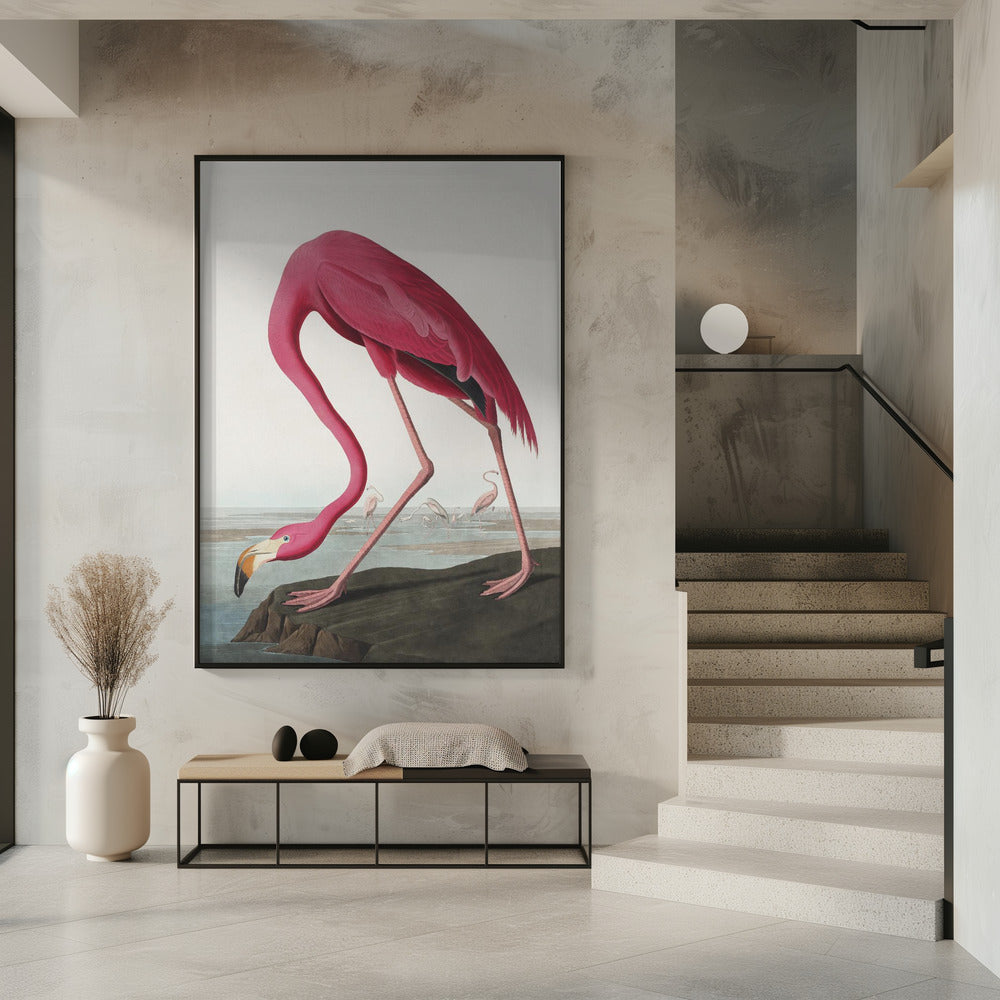Pink Flamingo Ii From Birds of America (1827)