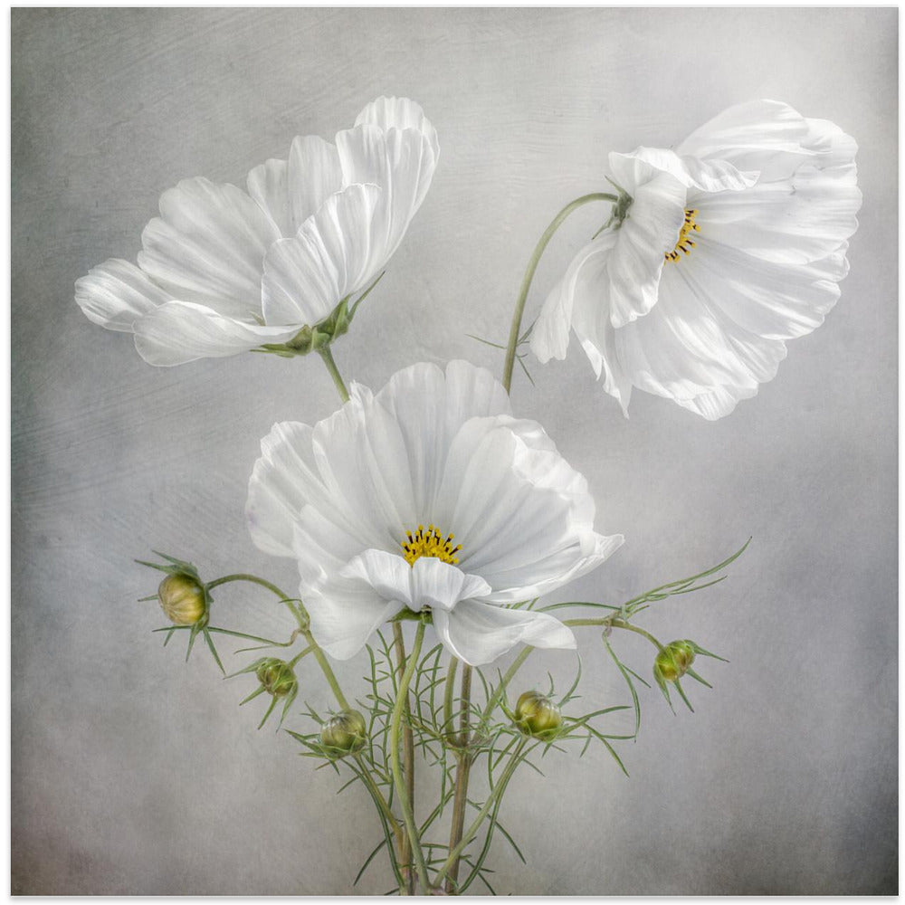 Wall Art Cosmos Charm Irises
