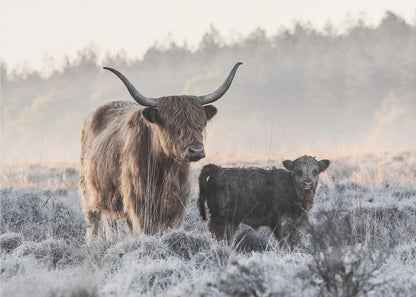 Wall art Highlander and Calf